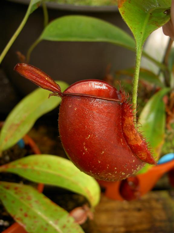 Nepenthes ampullaria 'Cantleys Red'  3